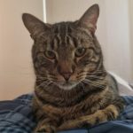 Foto del perfil de tomlakes